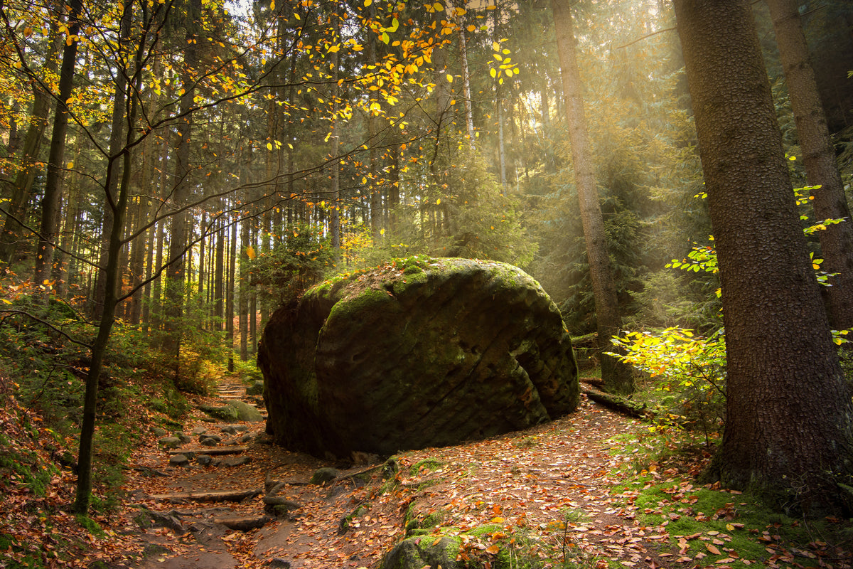 aluminium-print-the-rock-in-the-forest