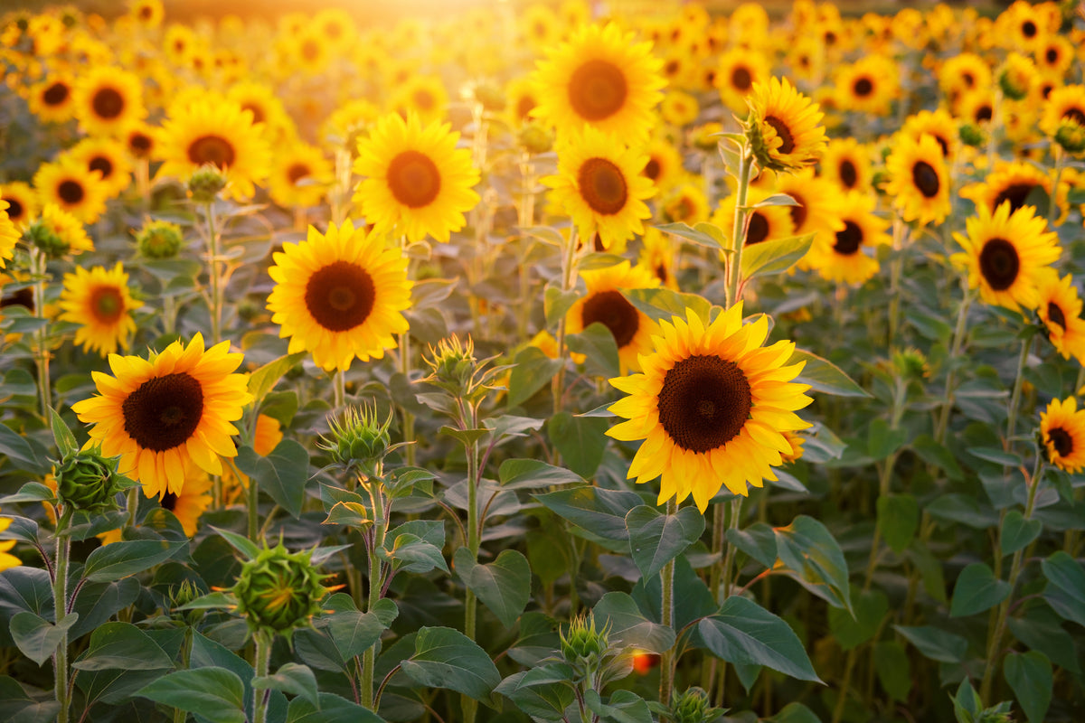 aluminium-print-sunflower-field