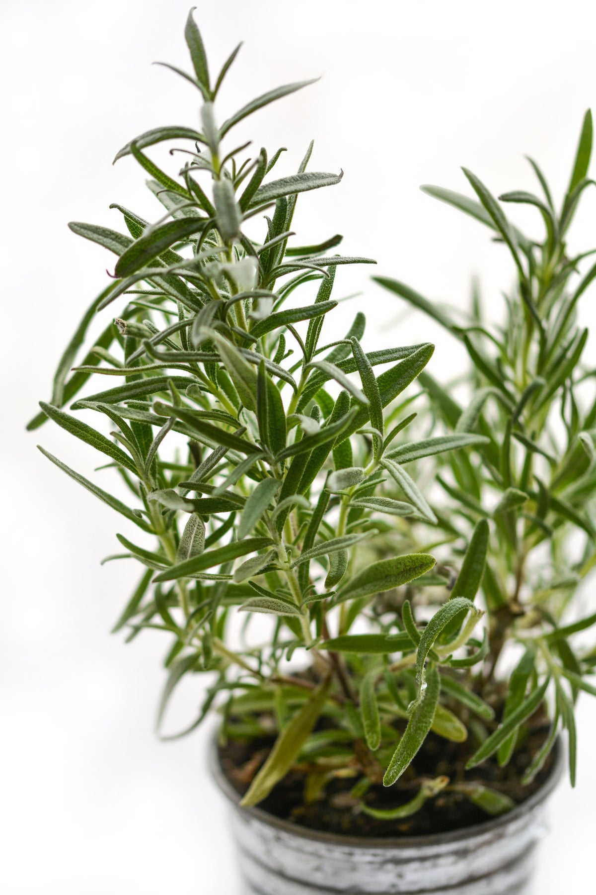 aluminium-print-rosemary-in-the-pot