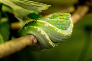 poster-print-green-snake