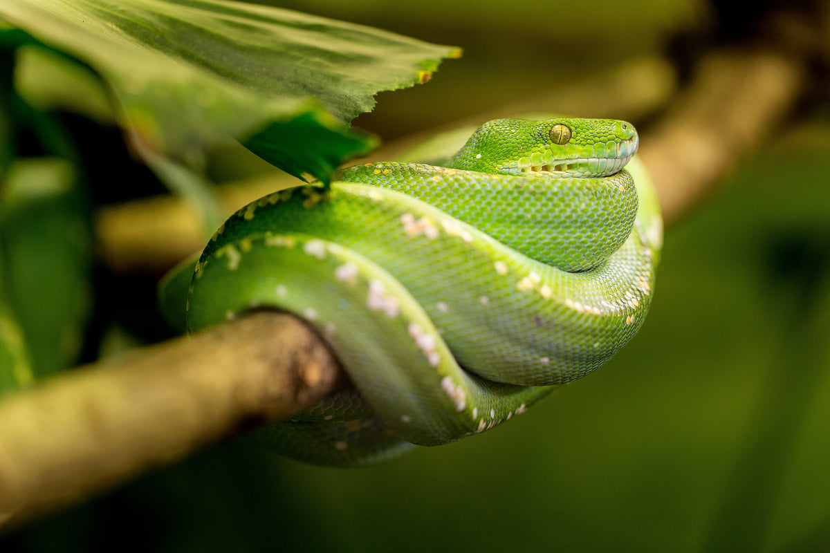 poster-print-green-snake