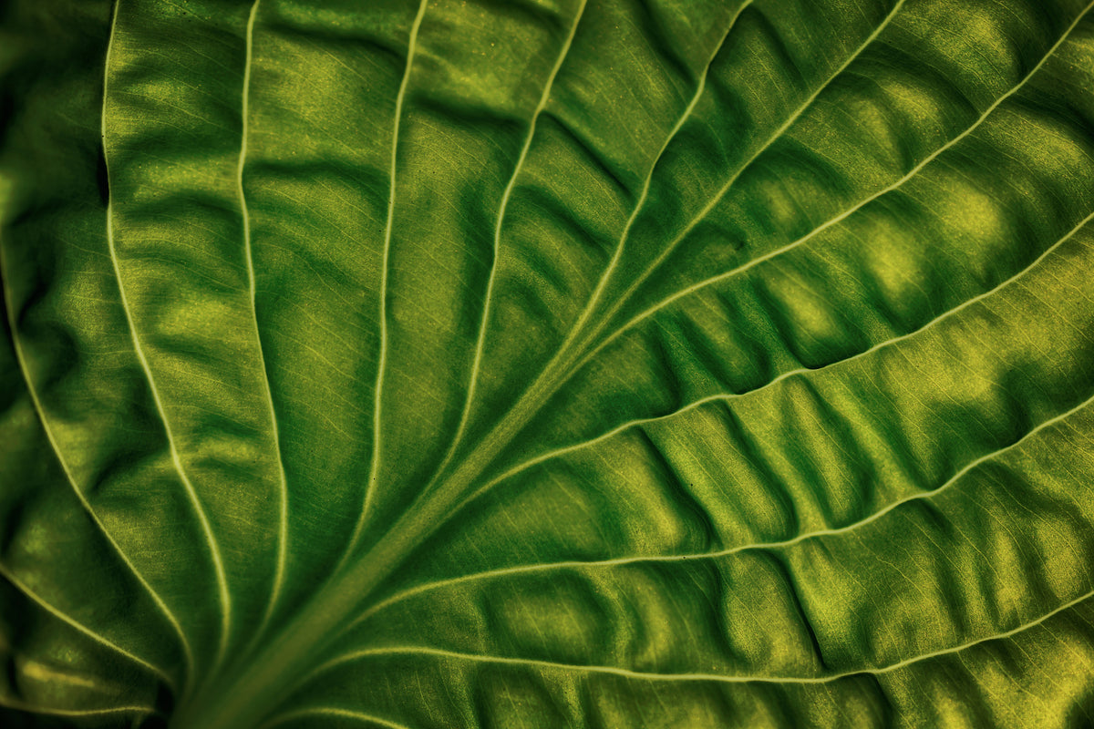 poster-print-leaf-of-a-hosta