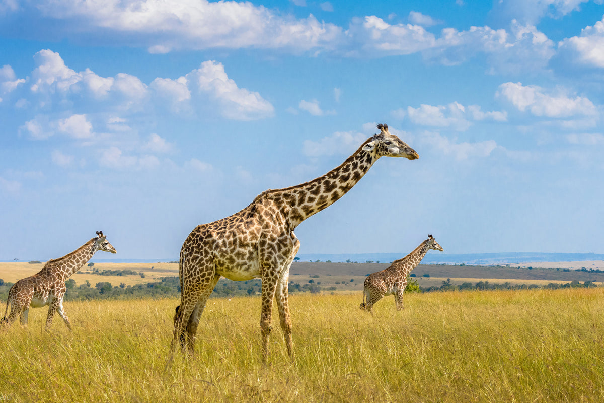 framedposter-print-trio-giraffes-x
