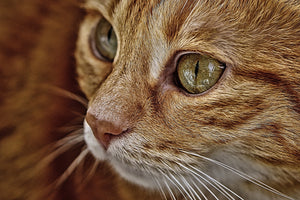 acrylic-print-close-up-cat39s-head