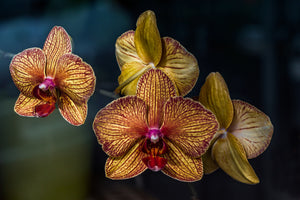 framedposter-print-orchidaceae