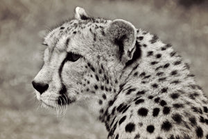 canvas-print-beautiful-cheetah