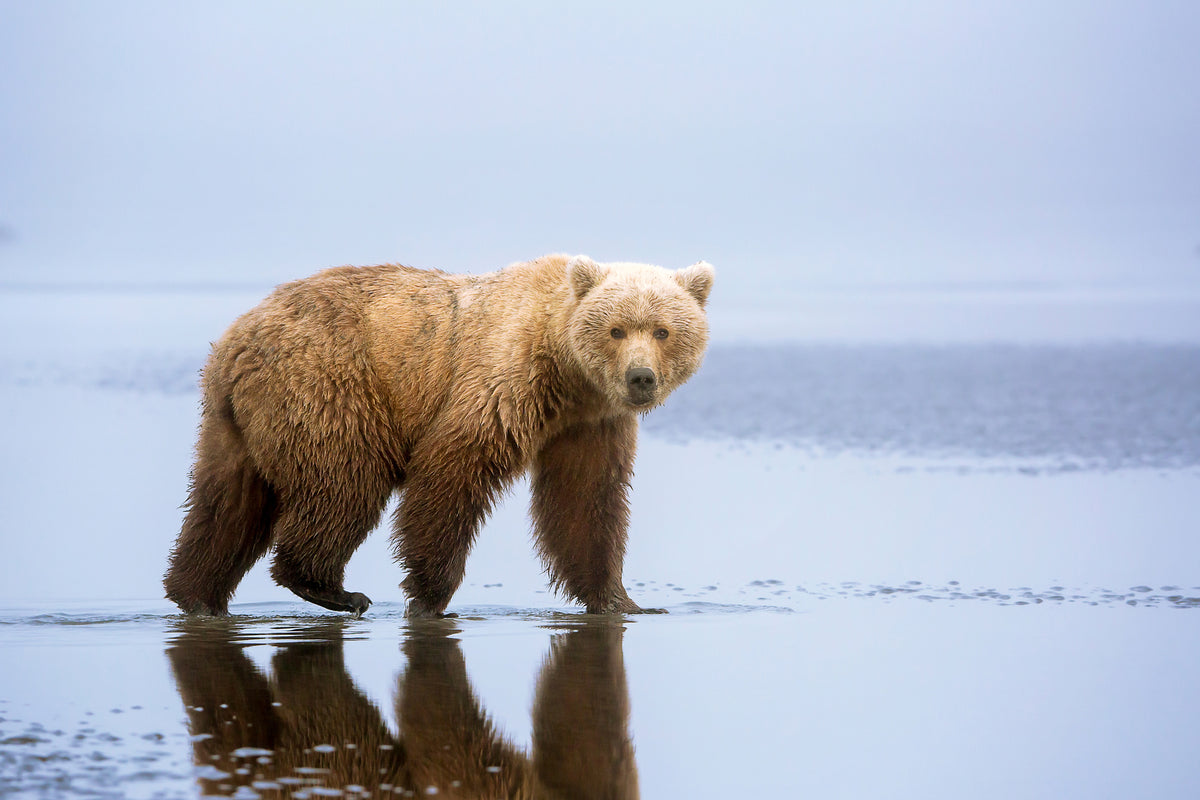 canvas-print-the-bear-walk-x