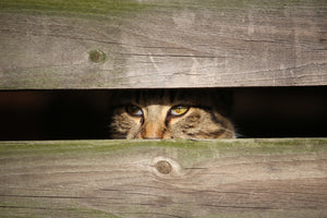 framedposter-print-cat-in-hiding
