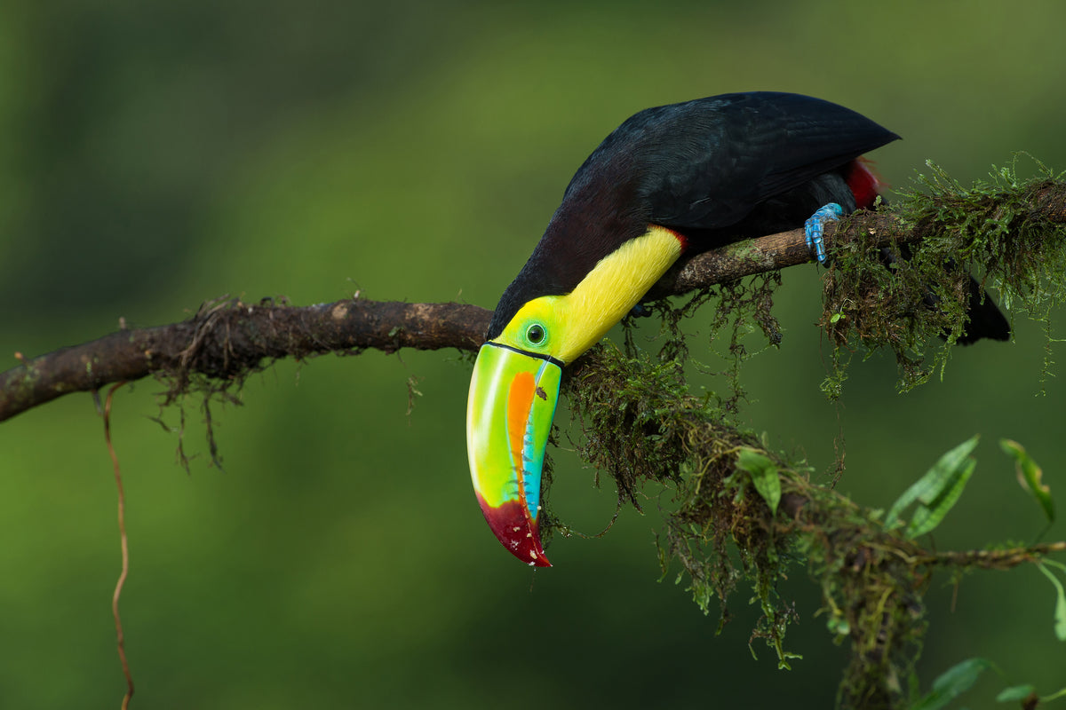 framedposter-print-the-colors-of-costa-rica