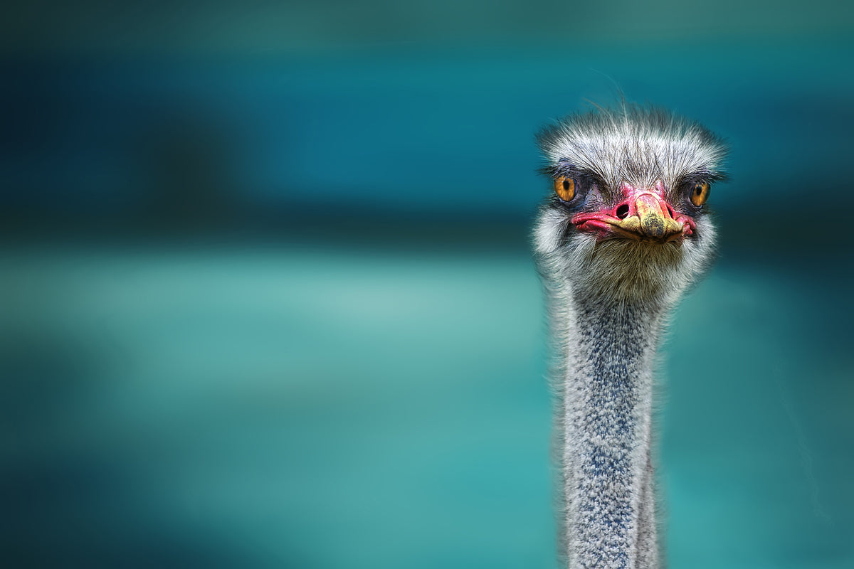 3-piece-canvas-print-blue-meets-ostrich