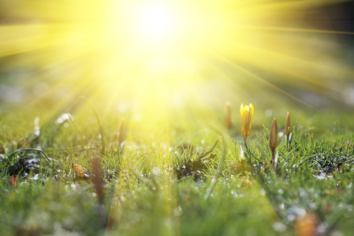 aluminium-print-flowery-meadow