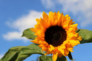 poster-print-sunflower-in-bloom