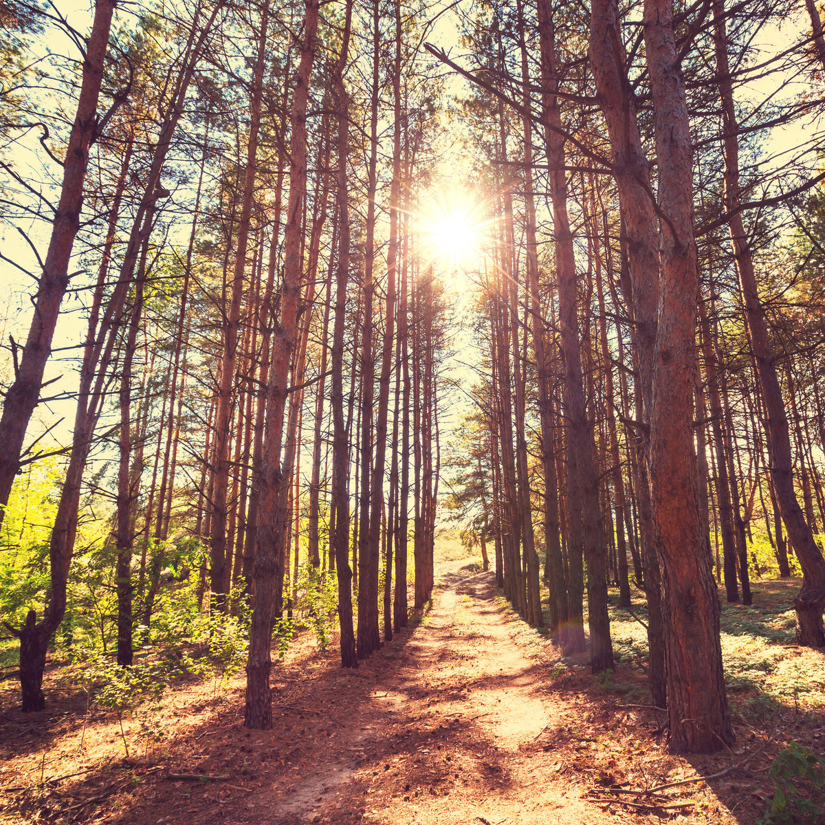 4-piece-canvas-print-light-at-the-end-of-the-forest-path