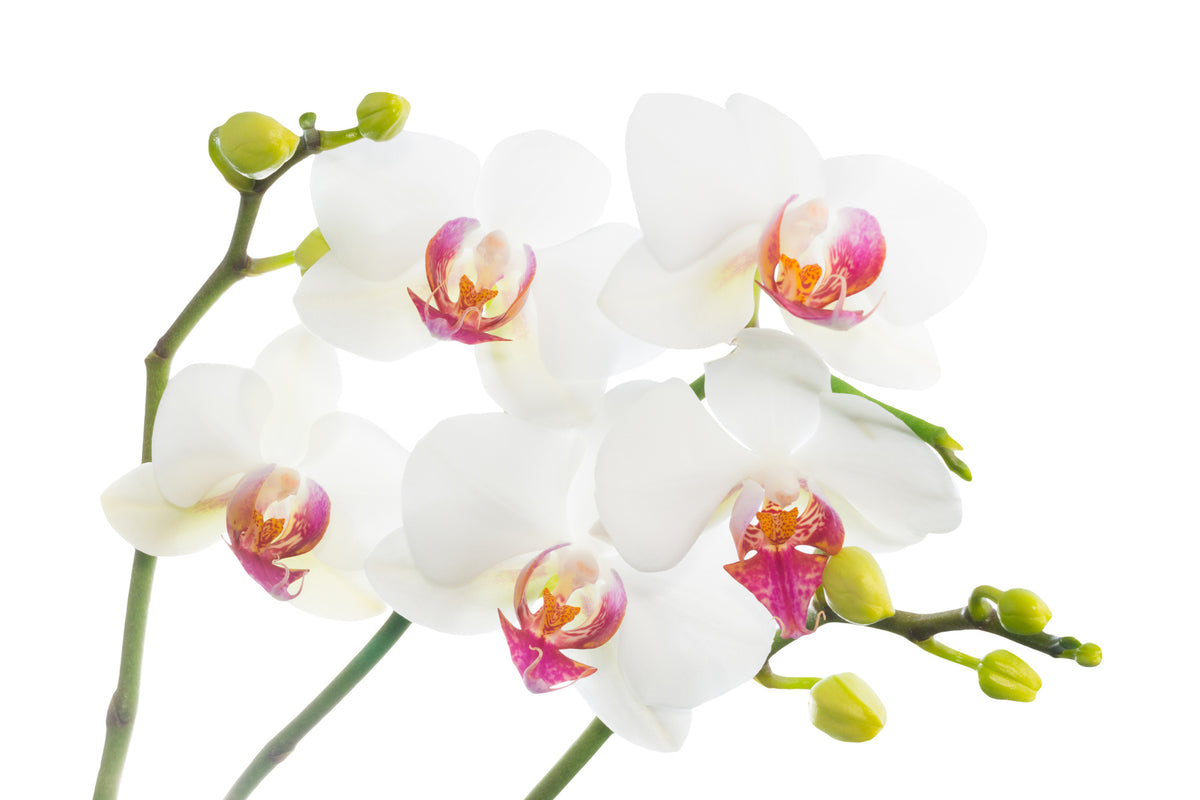 framedposter-print-orchids-love