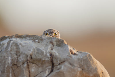 poster-print-little-owl