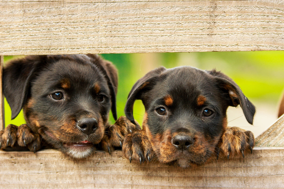 3-piece-acrylic-print-2-rottweiler-puppies