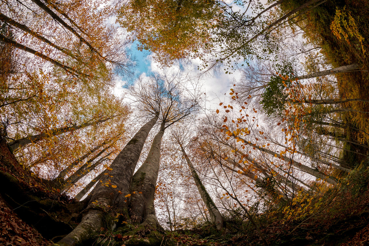 canvas-print-forest-xax