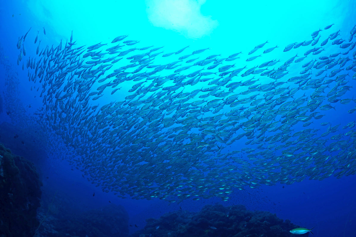 poster-print-fish-world