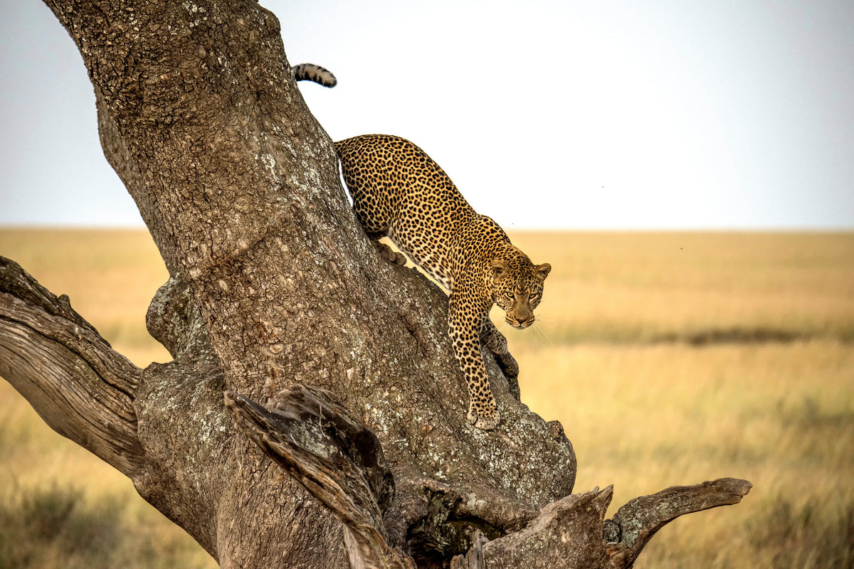 framedcanvas-print-leopard-serengheti-tanzania