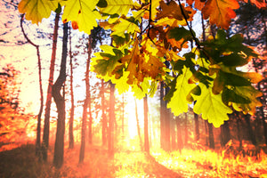 modern-3-piece-aluminium-print-autumn