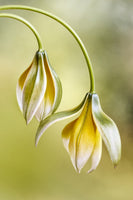 acrylic-print-tulipa-x
