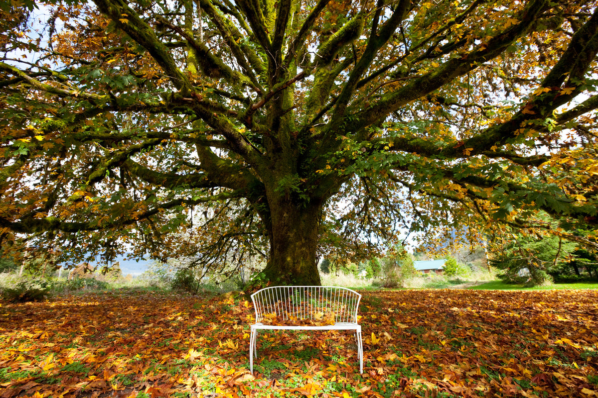 modern-3-piece-canvas-print-my-favorite-tree