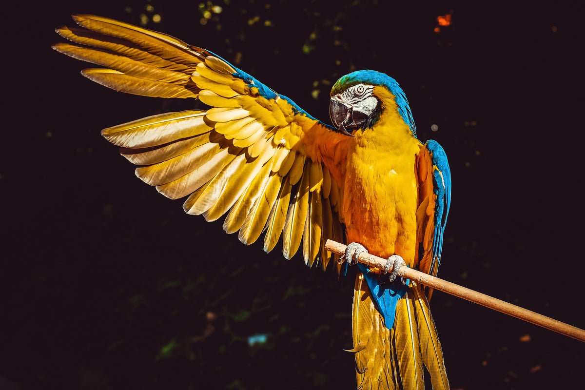 framedposter-print-the-macaw