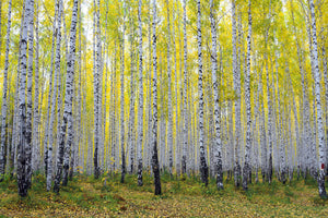 poster-print-autumnal-birch-forest