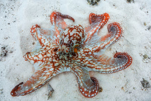 3-piece-canvas-print-octopus-a
