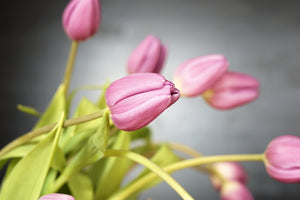 aluminium-print-the-tulip-bouquet-in-pink