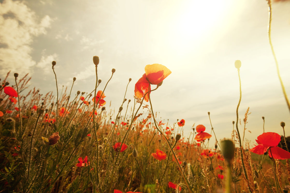 framedposter-print-the-poppy-field-at-sunrise