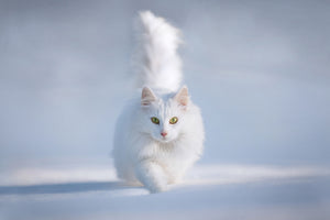 poster-print-yellow-eyes
