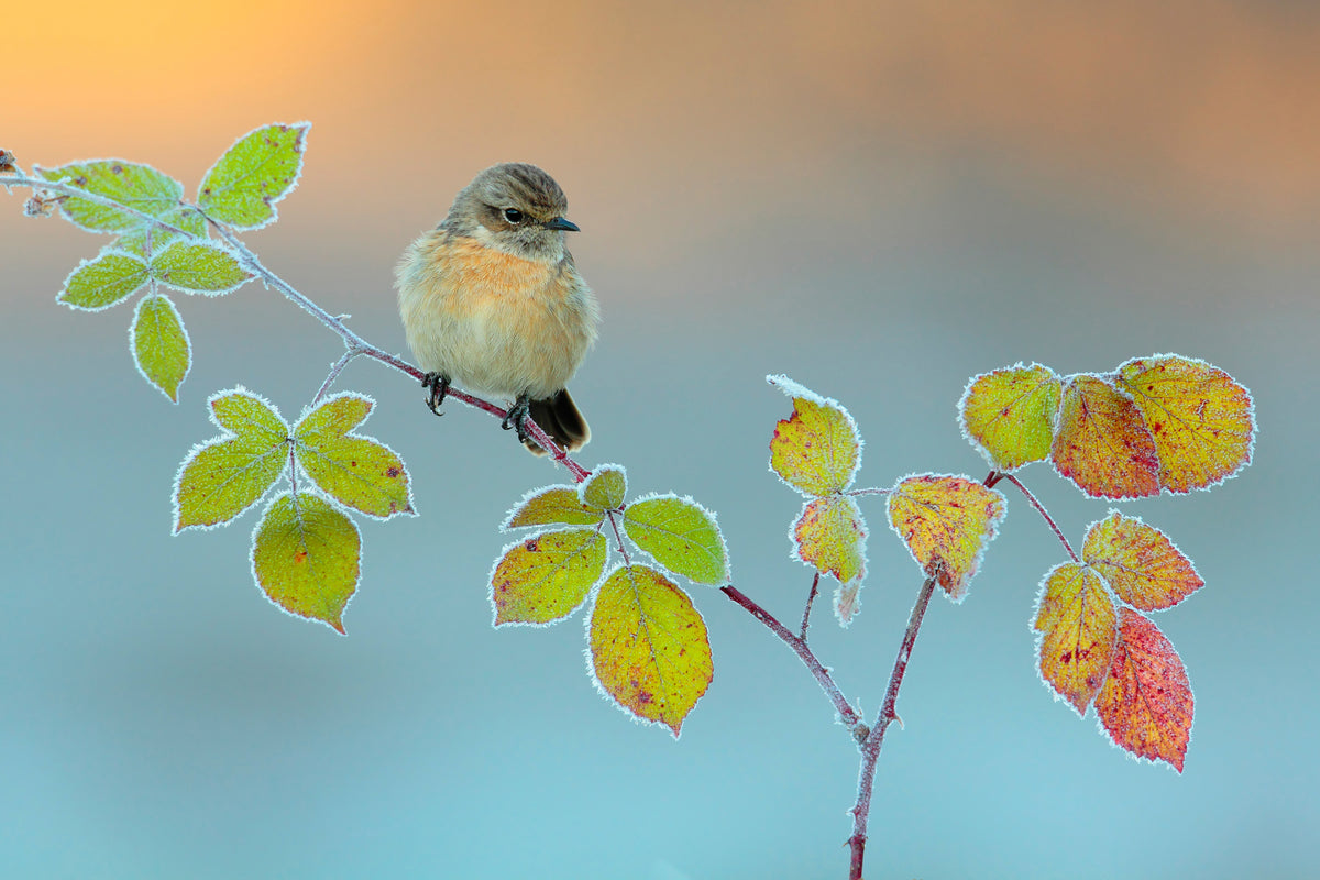 aluminium-print-winter-colors