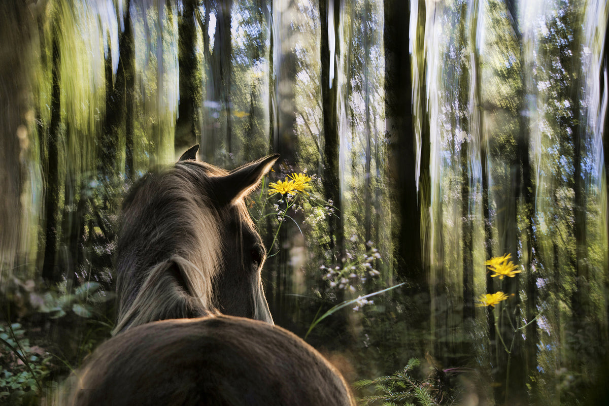 poster-print-sound-are-forest