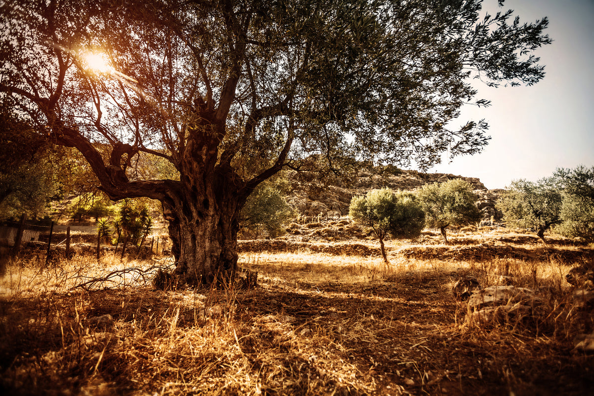 3-piece-aluminium-print-olive-grove