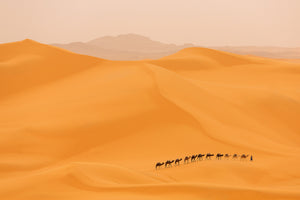 acrylic-print-camels-caravan-in-sahara-x