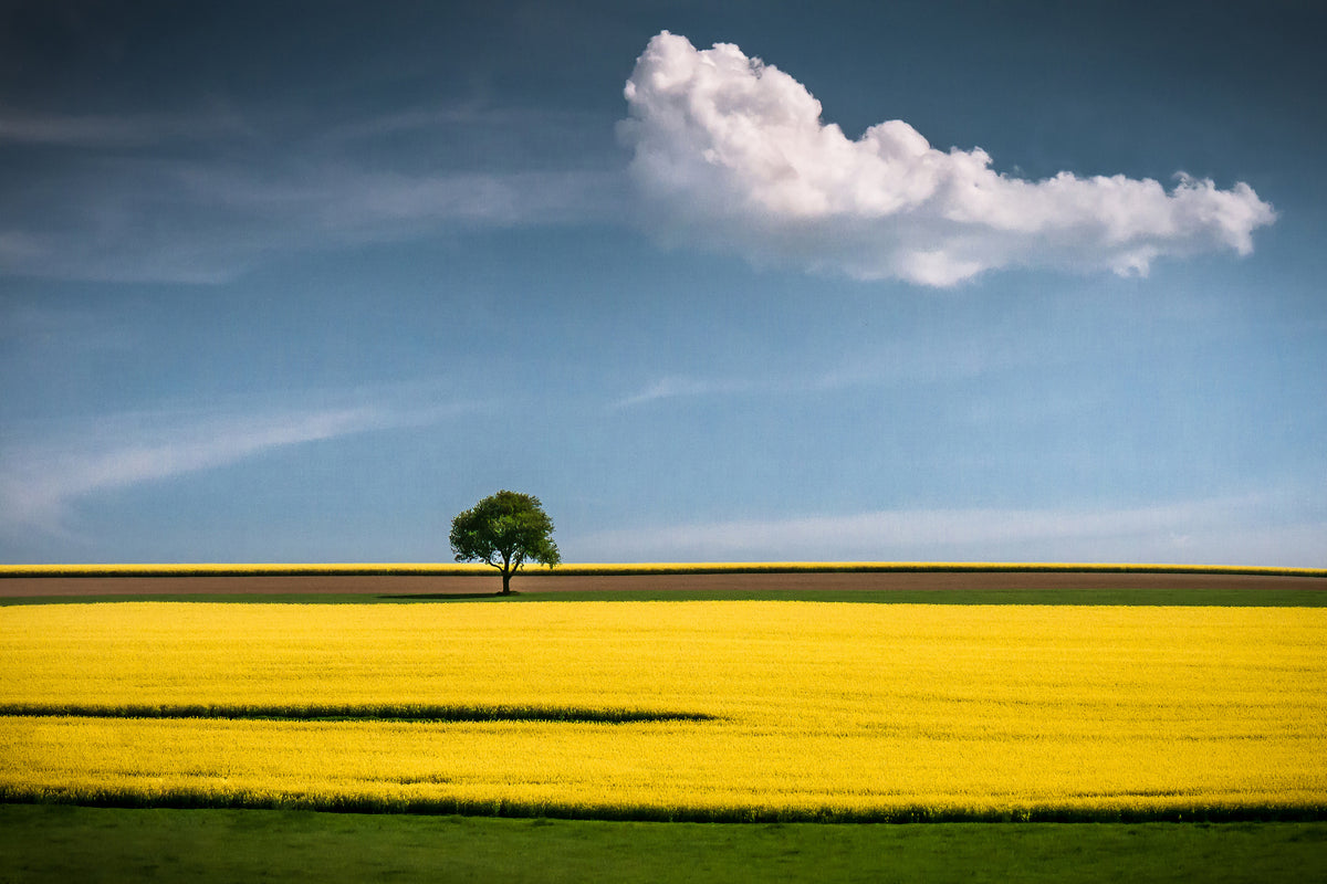 framedcanvas-print-the-tree-and-the-cloud-x