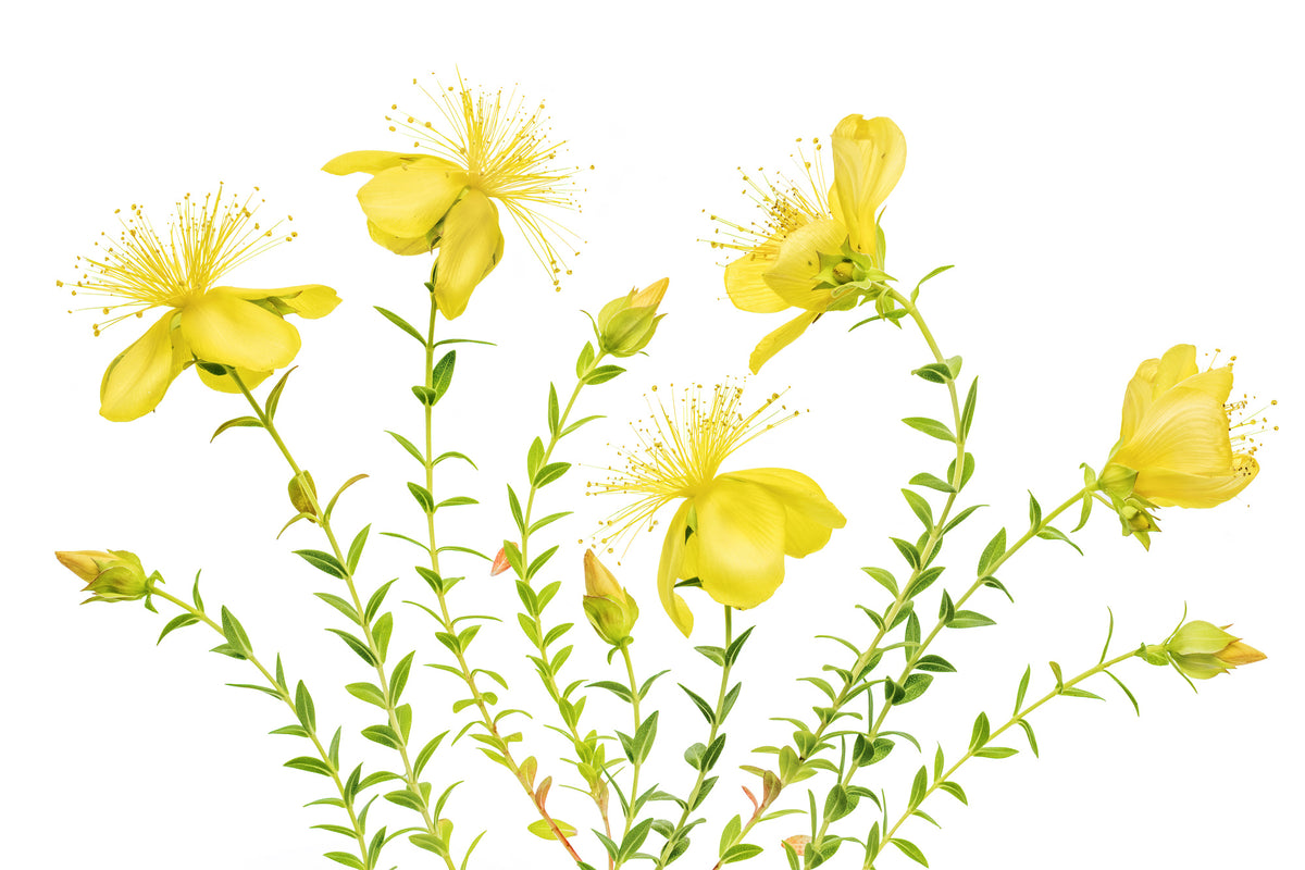acrylic-print-hypericum-x