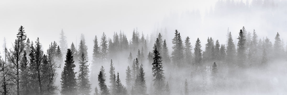 panoramic-poster-print-foggy-forest-panorama
