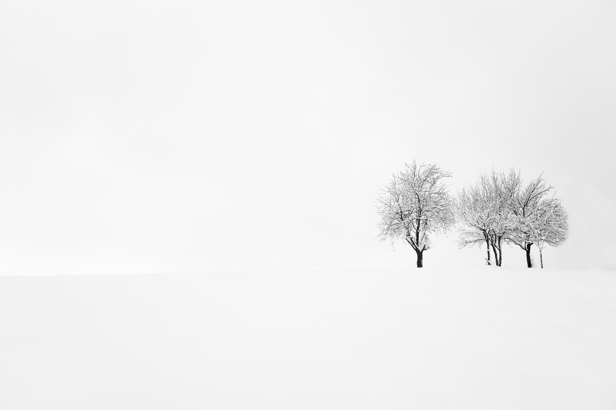 framedcanvas-print-tree-and-silence-x