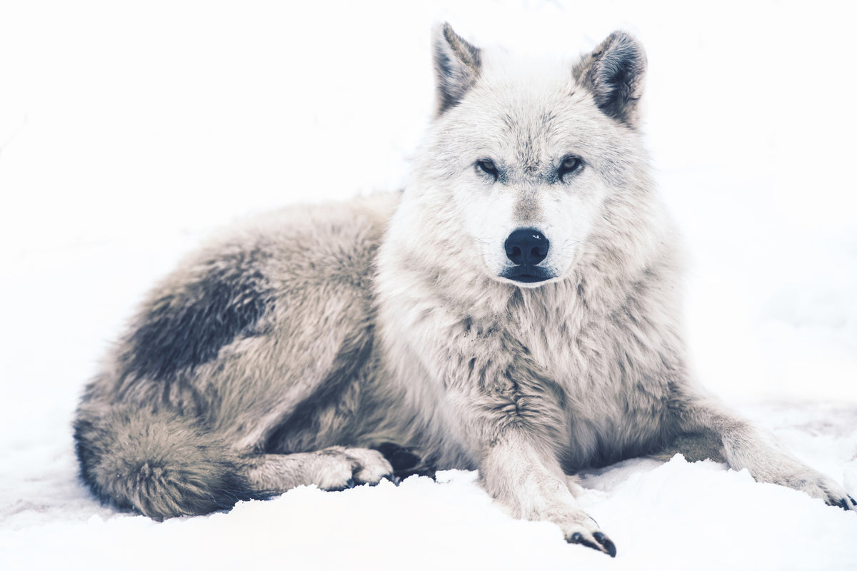 canvas-print-the-wolf