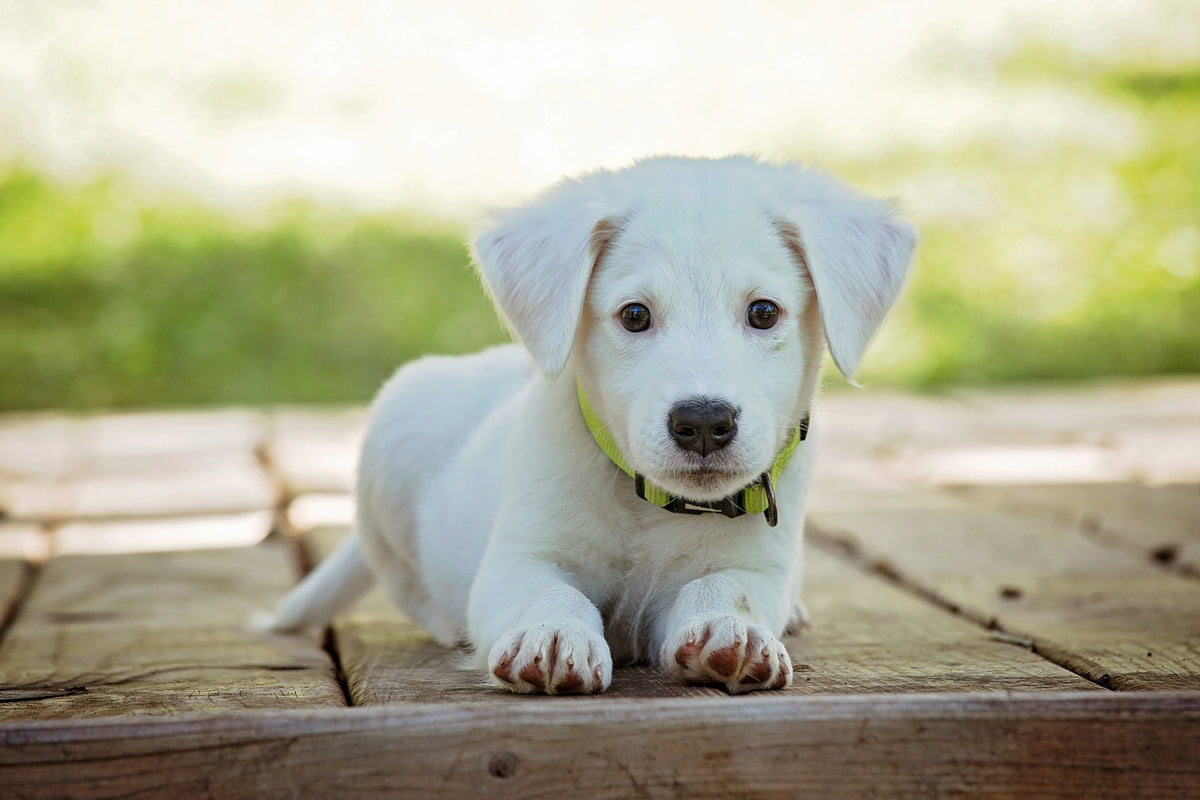 canvas-print-cute-dog-baby