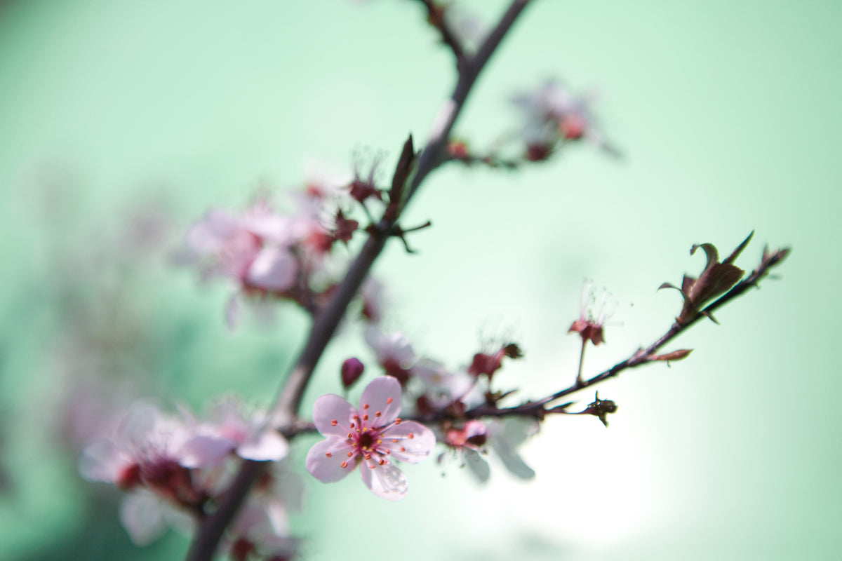 poster-print-beautiful-japanese-cherry-blossom