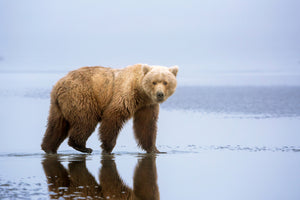 framedcanvas-print-the-bear-walk-x