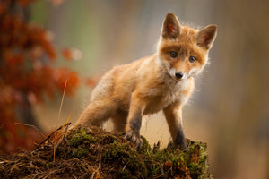 acrylic-print-fox
