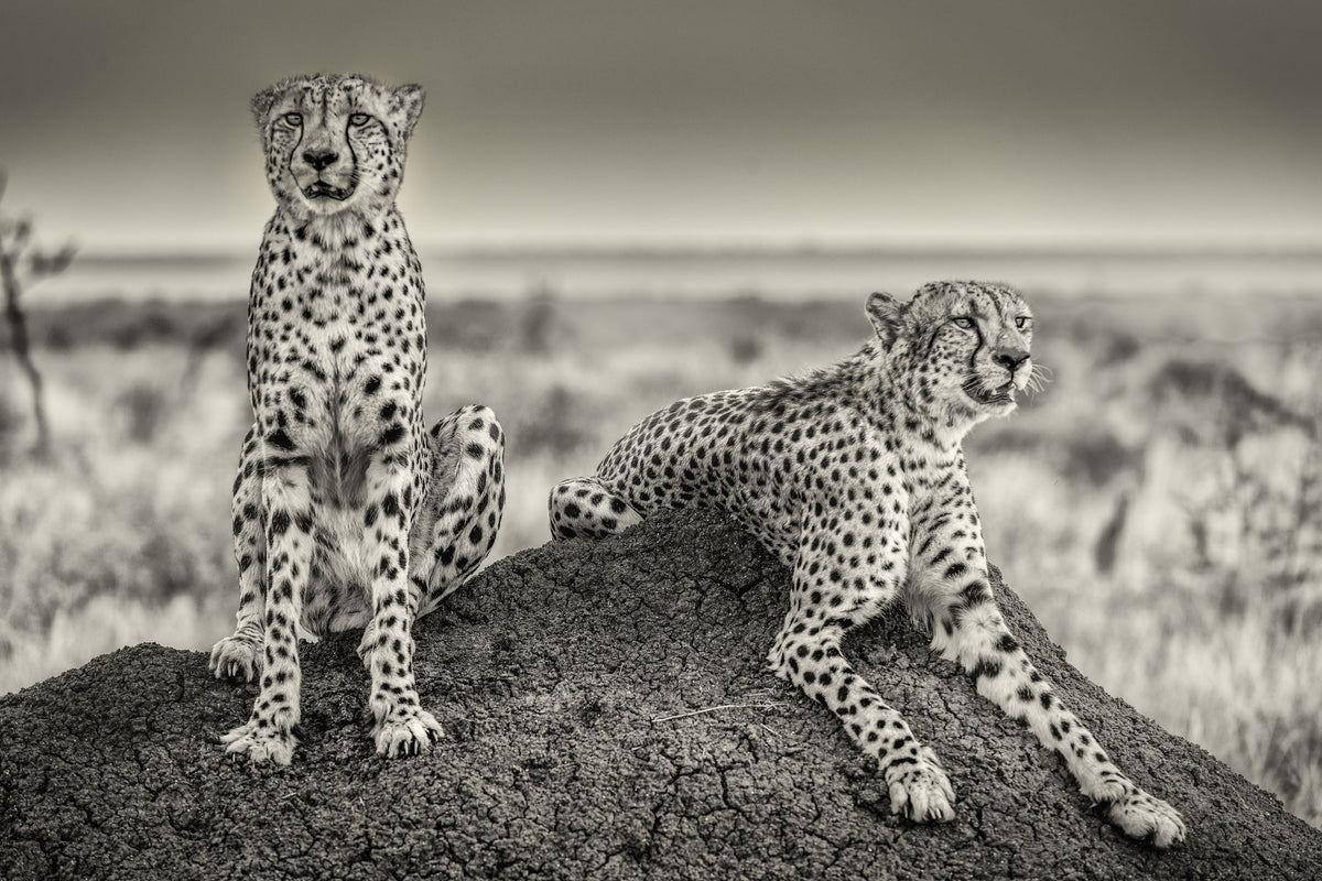 canvas-print-two-cheetahs-watching-out