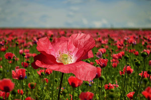 3-piece-aluminium-print-the-lush-poppy-field