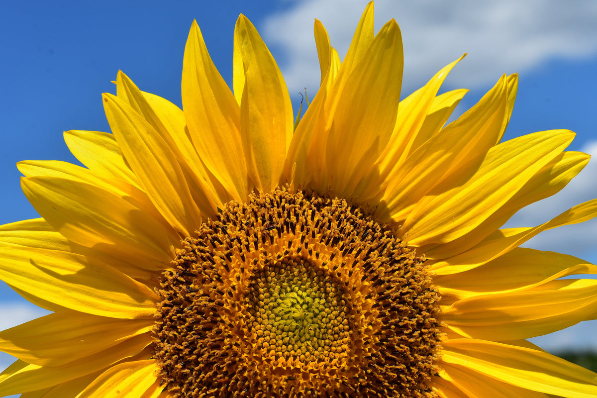 framedcanvas-print-sunflower-in-xxl
