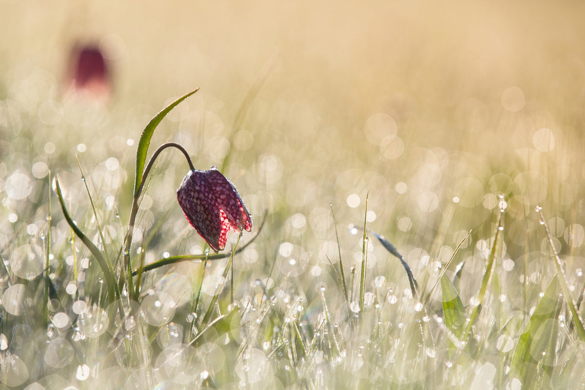 poster-print-morningdew