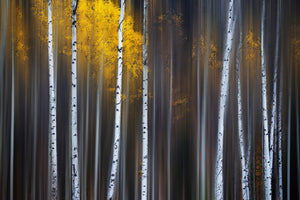 modern-3-piece-acrylic-print-curtain-of-fall